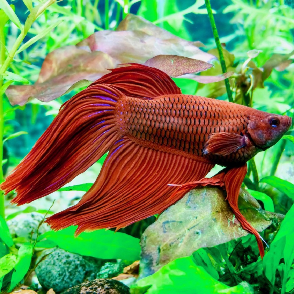 Betta splendens - Siamesischer kampffisch männlich rot XL ...