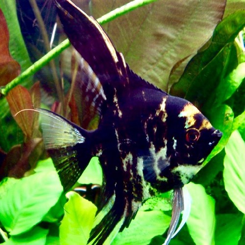 Pterophyllum scalare - Segelflosser marmor L