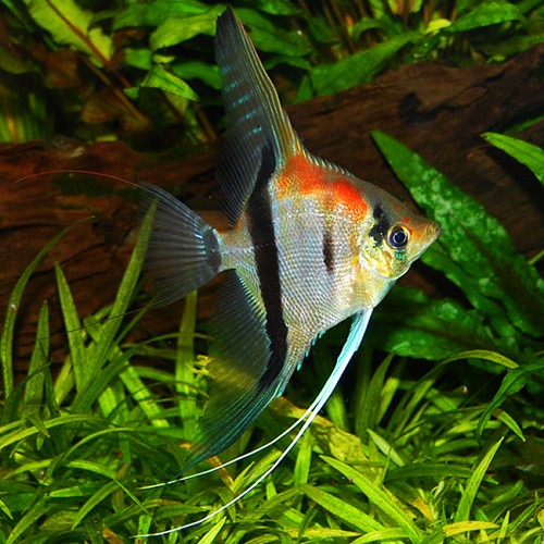 Pterophyllum scalare manacapuru - Rot Rücken Skalar M