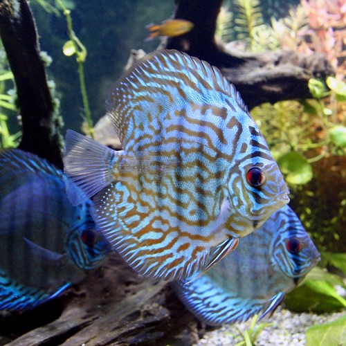 Symphysodon aequifasciatus - Diskus Blue Turquoise 6-7 cm