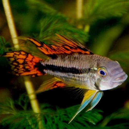 Apistogramma cacatuoides double red - Kakadu zwerbuntbarsch rot ML