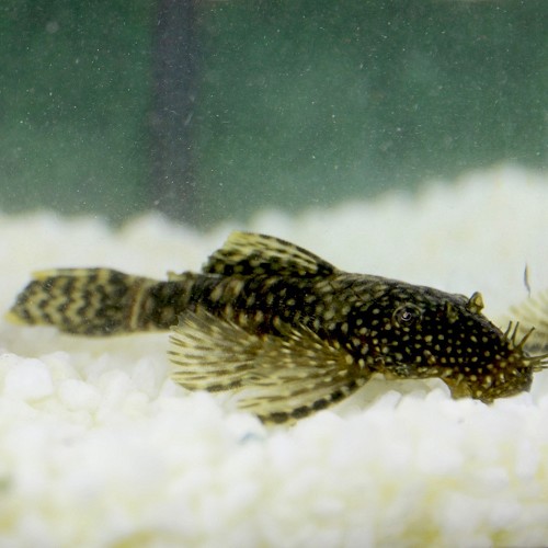 Ancistrus temminckii SM - Bürstennasenwels