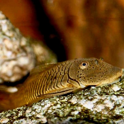 Chaetostoma thomasi L146 M