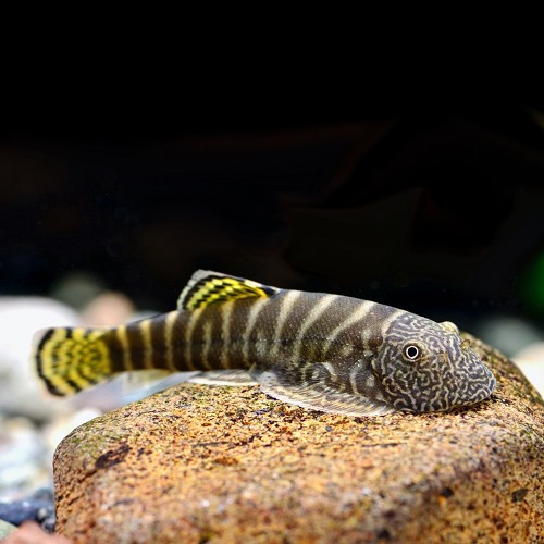 Gastromyzon viriosus - Gelbschwanz Flossensauger M