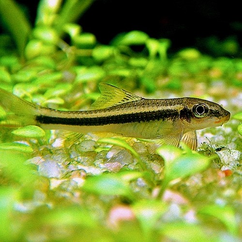 Garra ceylonensis ceylonensis - Ceylon saugbarbe M