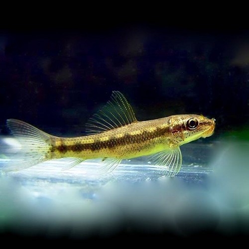 Gyrinocheilius aymonieri M - Siamesische Saugschmerle