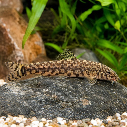 Gyrinocheilius aymonieri  - Siamesische Saugschmerle marble