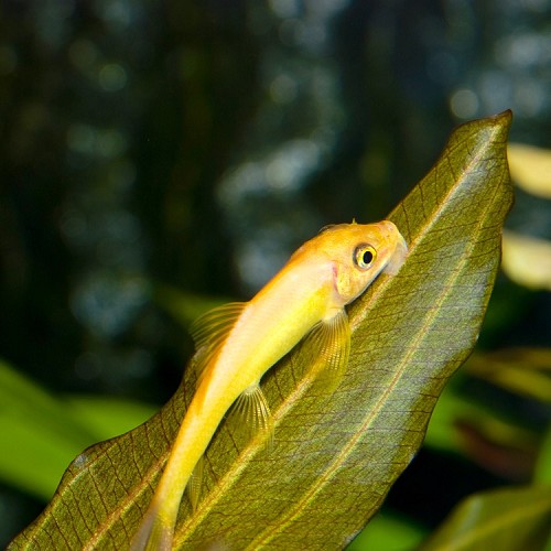 Gyrinocheilius aymonieri gold M - Zitronen saugschmerle gold