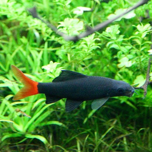 Epalzeorhynchos bicolor - Feuerschwanz M