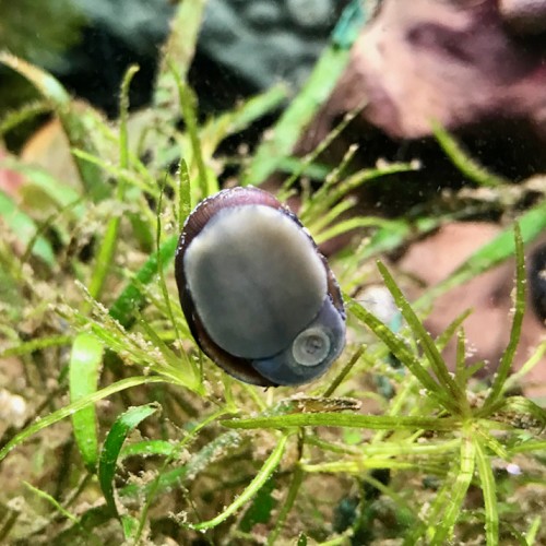 Neritina pulligera 1.3 - 2.5 cm