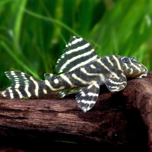 Hypancistrus sp. L340 mega clown pleco