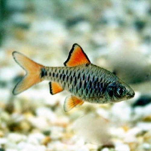 Barbus oligolepis - Eilandbarbe
