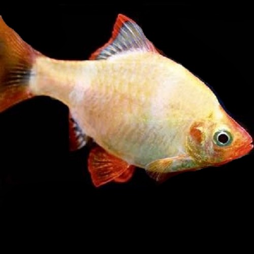 Barbus tetrazona - Sumatrabarbe albino M