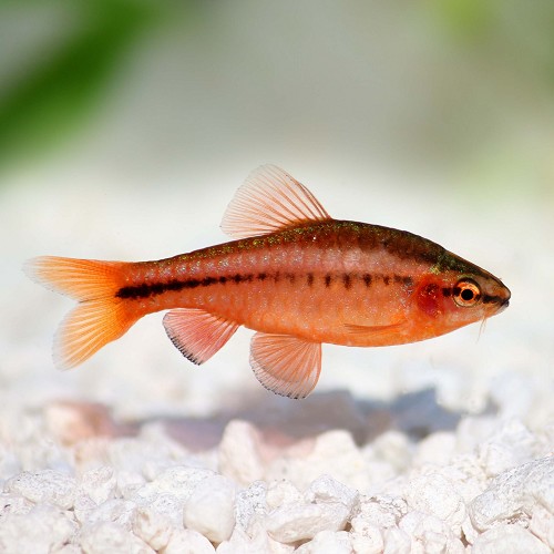 Barbus titteya - Bitterlingsbarbe M