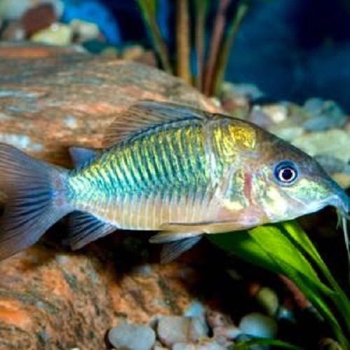 Brochis splendens - Smaragdpanzerwels M