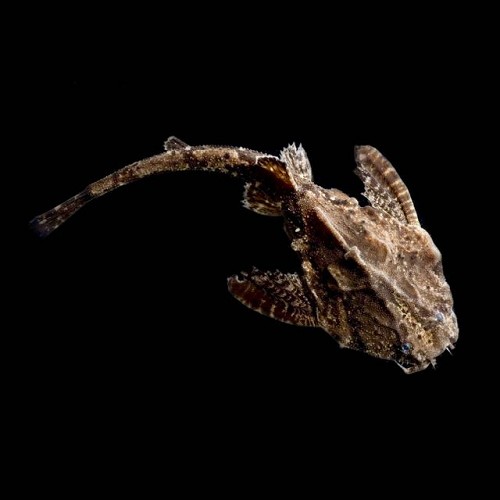 Dysichthys knerii  - Zweifarbiger Bratpfannenwels M