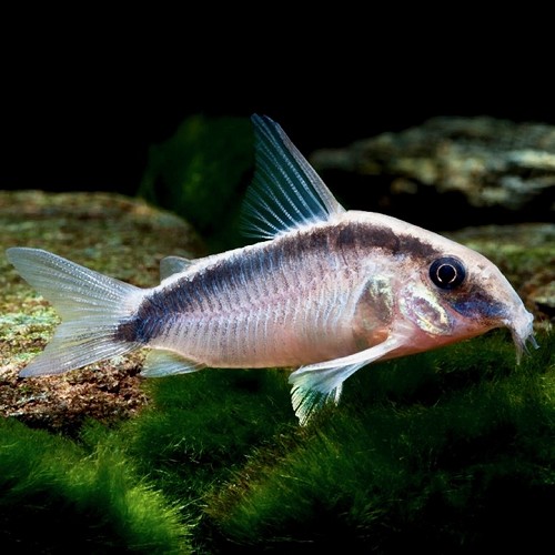 Corydoras arcuatus - Stromlinien Panzerwels