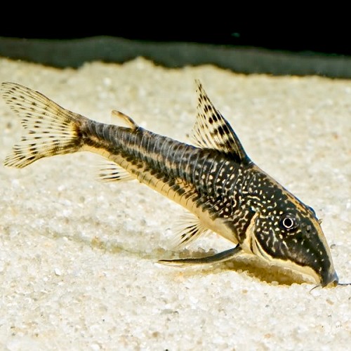 Corydoras barbatus - Barbatus panzerwels ML
