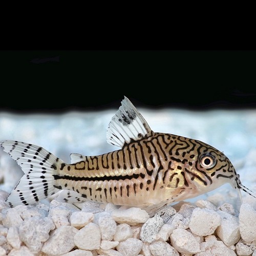 Corydoras julii - Julii Panzerwels M