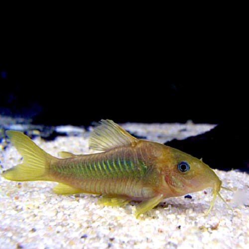 Corydoras melanotaenia - Gelbflossen Panzerwels