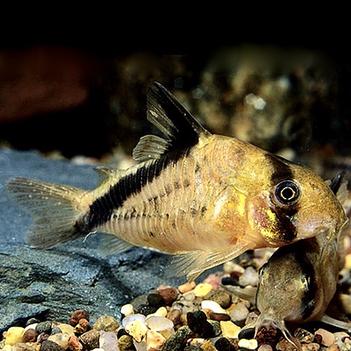 Corydoras melini - Diagonal Panzerwels
