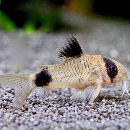 Corydoras panda - Panzerwels panda L