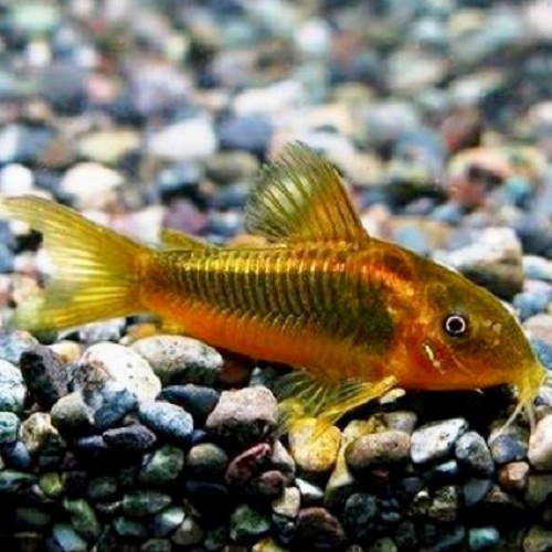 Corydoras gold stripe