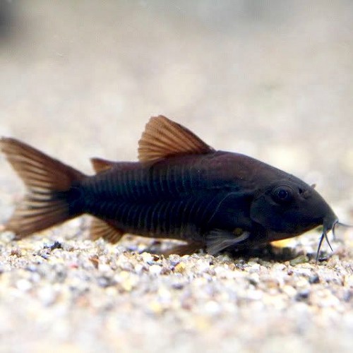 Corydoras black Venezuela - Venezuela panzerwels schwarz