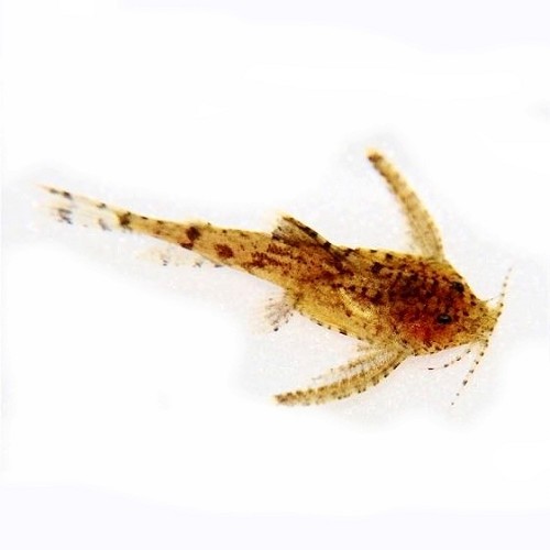 Hara jerdoni - Deltaflügel Zwergwels L
