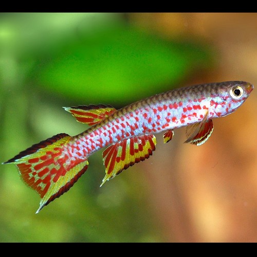 Aphyosemion australe - Bunter Prachtkärpfling L