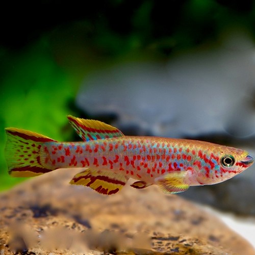 Aphyosemion gardneri - Nigeria Prachtkärpfling