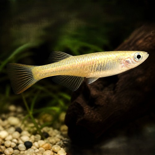 Oryzias latipes Tomoki  - Japan Reiskärpfling Tomoki