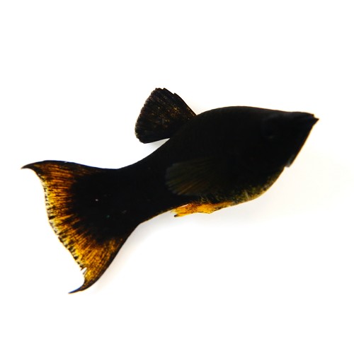 Poeciliidae sphenops special lyretail - Black molly special lyretail M