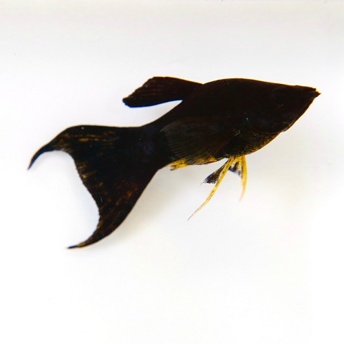 Poeciliidae sphenops special lyretail - Black molly special lyretail M