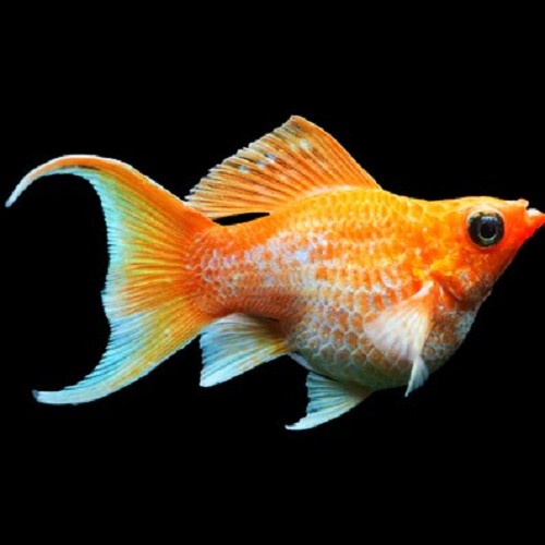 Poeciliidae sphenops Balloon sunkist round tail - Ballon sunkist round tail molly