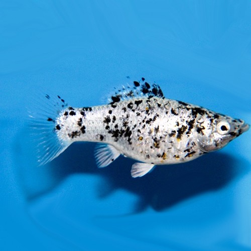 Poecilia velifera dalmatier - Segelkärpfling dalmatiner M