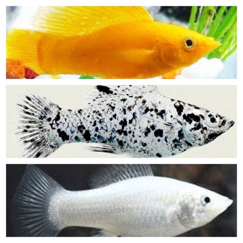 Poecilia velifera mixed colors - Segelkärpfling gemischte farben M