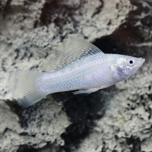 Poecilia velifera silver - Segelkärpfling silber L