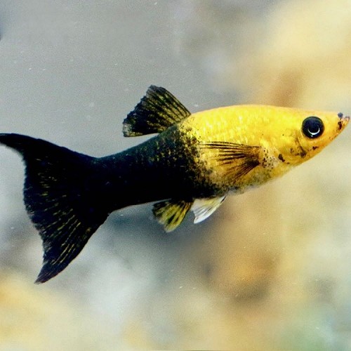 Poeciliidae sphenops black / gold lyretail - Schwarz / gold lyretail molly M