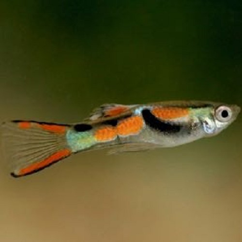 Poecilia wingei male - Guppy endler mann