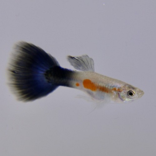 Poecilia reticulatus - Guppy mann lila königin L