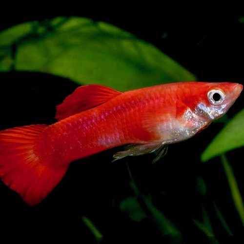 Poecilia reticulatus, Lebistes reticulatus - Guppy mann koralle rot