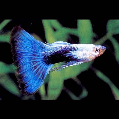 Poecilia reticulatus, Lebistes reticulatus - Guppy mann turquoise blue tail