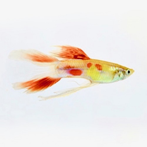 Poecilia reticulatus, Lebistes reticulatus - Guppy mann lyretail calico M