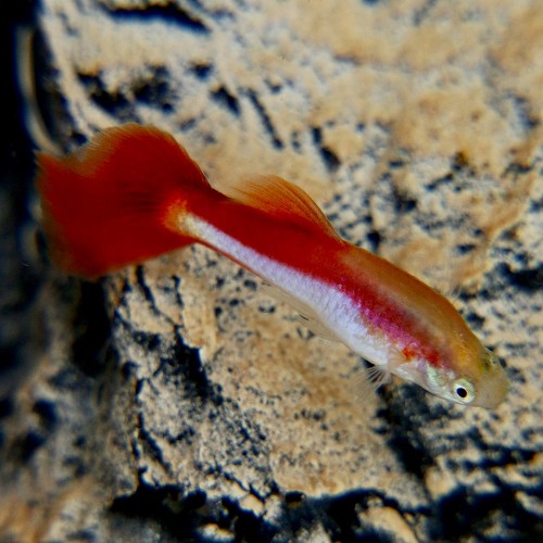 Poecilia reticulatus, Lebistes reticulatus - Guppy mann bicolor rot XL