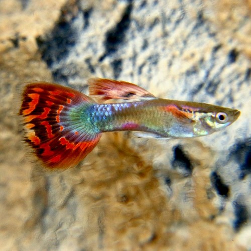 Poecilia reticulatus, Lebistes reticulatus - Guppy mann  rainbow mosaic