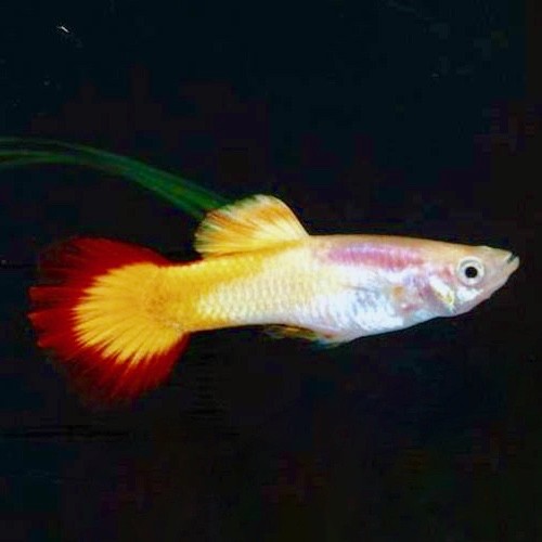 Poecilia reticulatus, Lebistes reticulatus - Guppy mann micariff sunset M