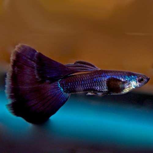 Poecilia reticulatus, Lebistes reticulatus - Guppy mann moscow schwarz