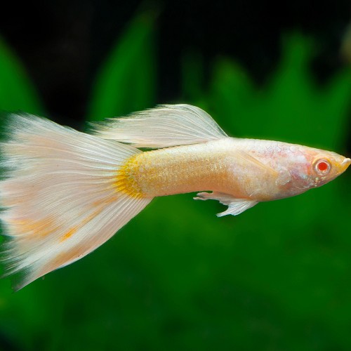 Poecilia reticulatus, Lebistes reticulatus - Guppy mann platinum