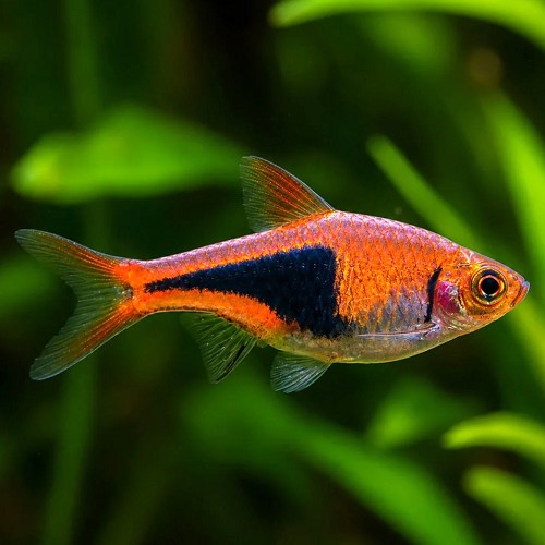 Rasbora heteromorpha - Keilfleckrasbora